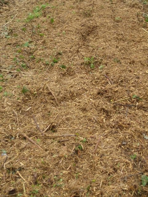 Cane Shredder Shred Quality